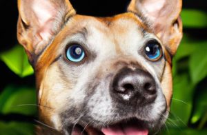 How to Raise Money for Animal Charity: Proven Tips and Tricks
